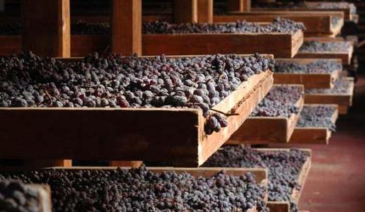 Appassimento uve Amarone della Valpolicella