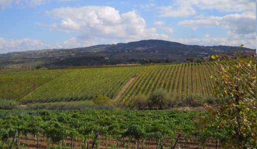 azienda agricola torre a oriente