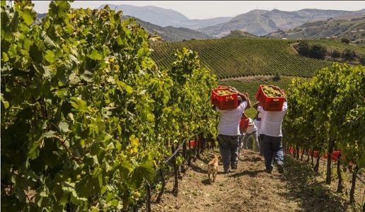 Baglio di Pianetto vendemmia