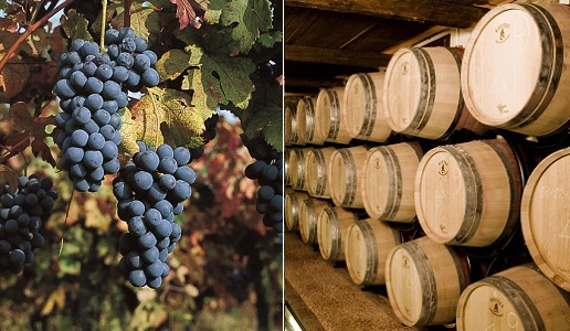 Barbera e Barrique DoctorWine