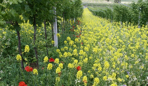 biodiversità