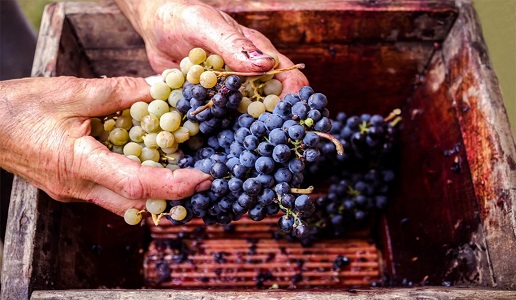 blend uva vino