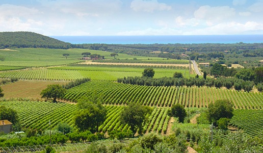 Bolgheri panorama vigneti