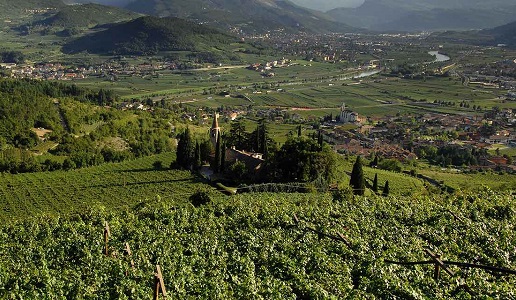 Bossi Fedrigotti Tenuta