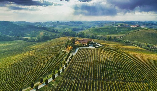 Broglia cantina vigneti