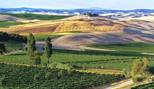 Su un totale di 59mila ettari vitati in Toscana 16.720 sono bio e biodinamici