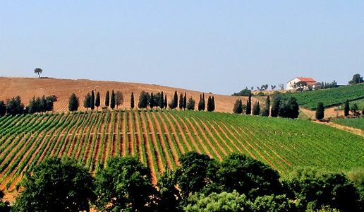 Santa Chiara Morisfarms, un bianco maremmano