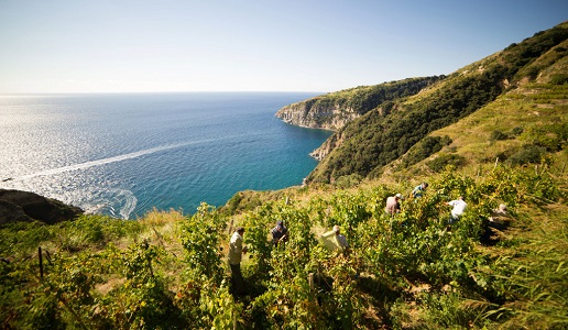 Cantine Antonio Mazzella vigneto Ischia