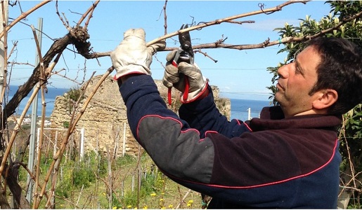 Cantine del Mare campi flegrei