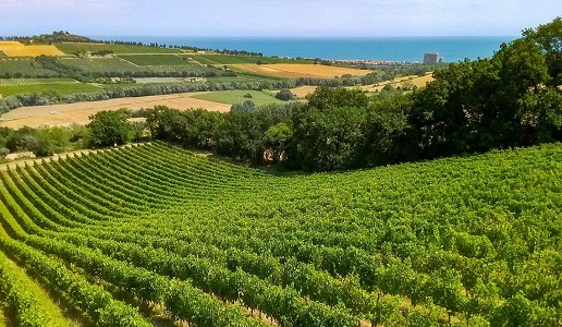 Cantine Fontezoppa panorama vigneti