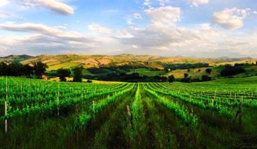 cantine saputi vigneto