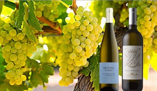 Chardonnay per tutte le tasche doctorwine