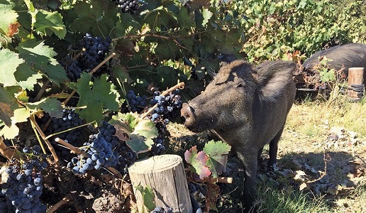 cinghiale toscana