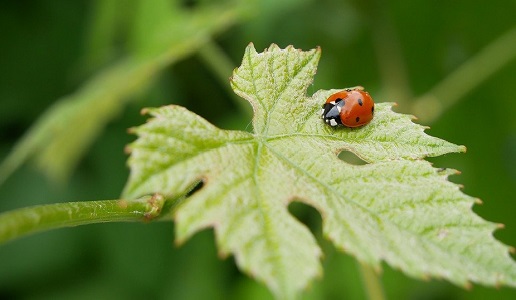 biodiversità nei vigneti, coccinella su una foglia di vite