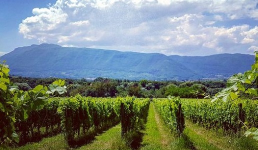 Coletti COnti vigneti