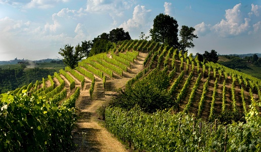 Colline del Roero