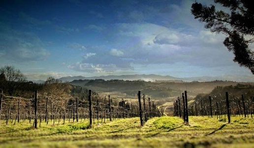 Colline Pisane Tenuta di Ghizzano