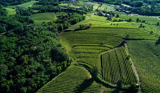 Collio Vigneti Borgo Conventi