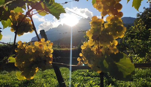 Concarena Riesling Renano