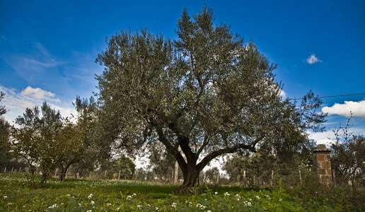 Coop Colli Etruschi Olio Evo