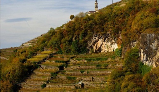 corvee vigneti trentino