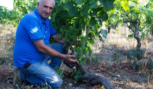 Cosimo Schifone Masseria Cicella Primitivo del Salento 2016