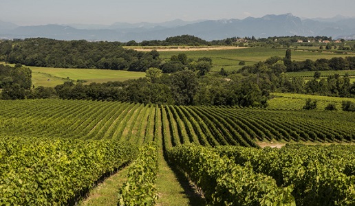 custoza vigneto monte del fra