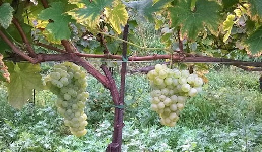 Erbamat vitigno Franciacorta