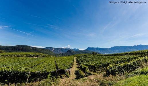 Lo scattante Sauvignon di Erste+Neue