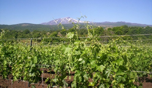 Etna Vigneti Aitala