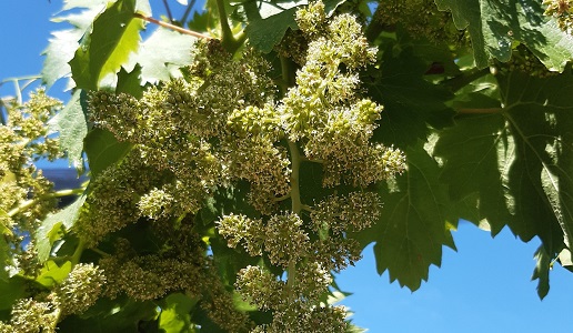 garganega in fioritura