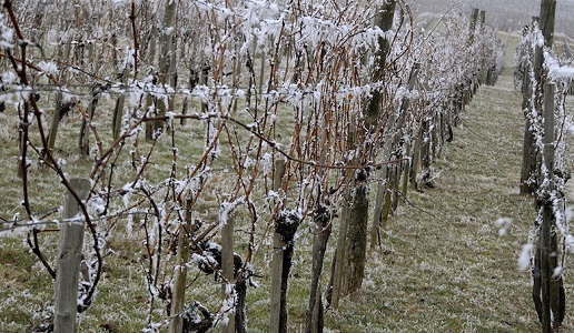 gelata in vigna