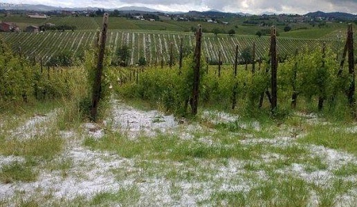 grandine in vigna