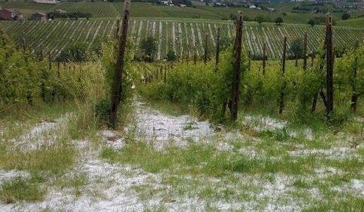 grandine sul vigneto veneto