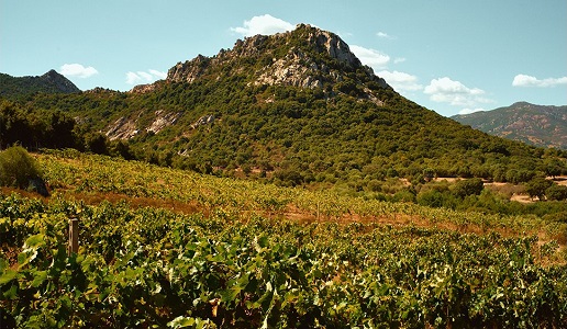 La Contralta Vigneti