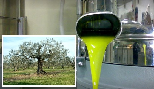 la selvotta olio extra vergine d'oliva electum abruzzo