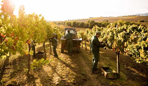 lavori in vigna terre della custodia