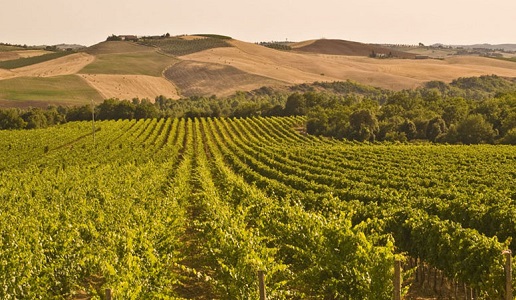 Col d'Orcia, vigneto Poggio al Vento