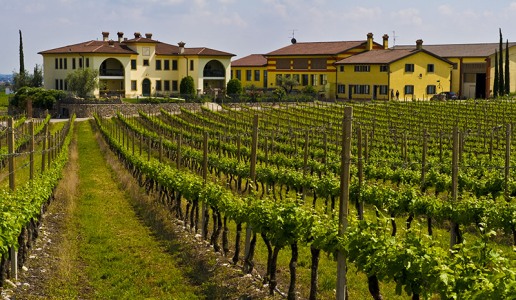 monte del fra custoza vino bianco vigneti