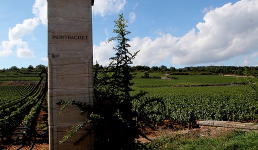 Montrachet panorama vigneti