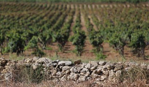 Muretto a secco Salento