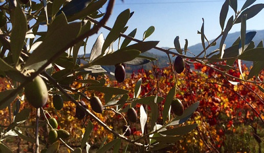 Olive Autunno