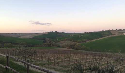pievalta castelli di jesi verdicchio marche