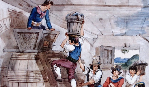Pigiatura uva Achille Pinelli