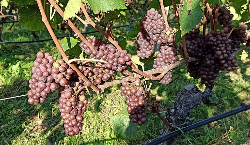 Pinot Grigio