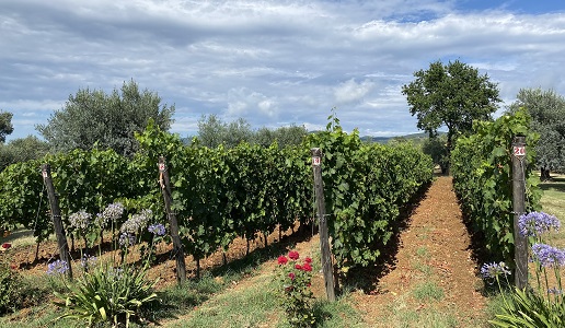 Podere Conca Vigneto Apistos