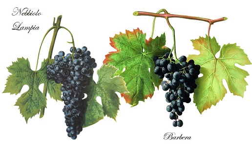 rivincita uvaggio nebbiolo barbera