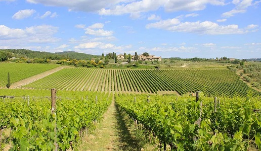 Rocca delle Macie panorama