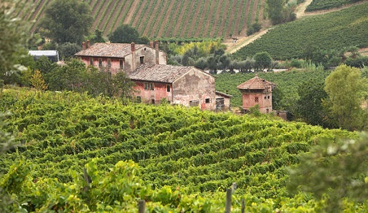 Romagna vini vigneti