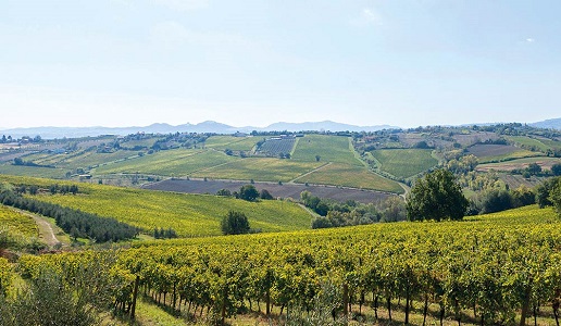 San Patrignano Vigneti